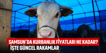 samsunda-kurbanlık-fiyatları-ne-kadar-işte-güncel-rakamlar