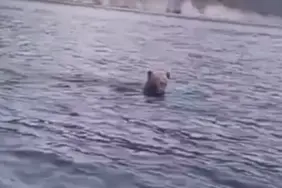 barajda-yuzen-ayi-kamerada