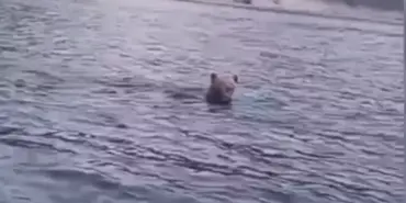 barajda-yuzen-ayi-kamerada