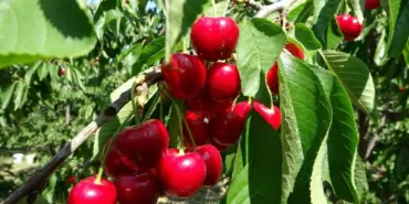 zirai-don-kirazi-vurdu-20-bin-tonluk-rekolte-sifira-indi