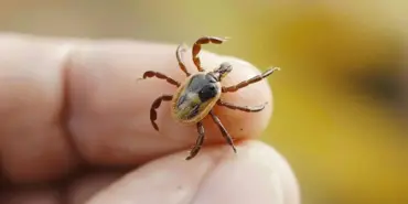 kene-ısırığına-dikkat