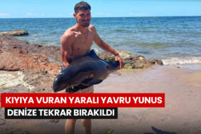 kiyiya-vuran-yarali-yavru-yunus-denize-birakildi