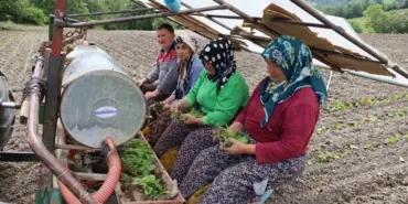 tutun-fideleri-toprakla-bulusmaya-basladi