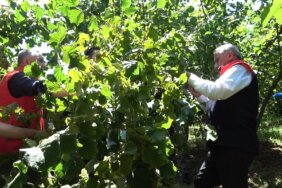 turkiyede-en-cok-findik-uretilen-ikinci-il-olan-samsunda-rekolte-tahmini-calismalari