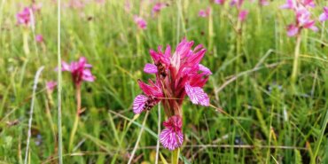 DEFNE, KESTANE VE TRÜF MANTARI ORMAN KÖYLÜSÜNE GELİR KAPISI OLUYOR