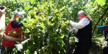 ZİRAİ DON, FINDIK ÜRETİMİNDE SAMSUN'U TÜRKİYE 1'İNCİSİ YAPACAK