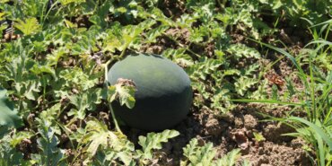 samsunda-baldan-tatli-suheyla-kavunu-yuz-guldurdu