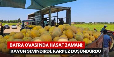bafra-ovasinda-hasat-zamani-kavun-sevindirdi-karpuz-dusundurdu