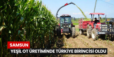 Samsun-Yeşil-Ot-Üretiminde-Türkiye-Birincisi-Oldu