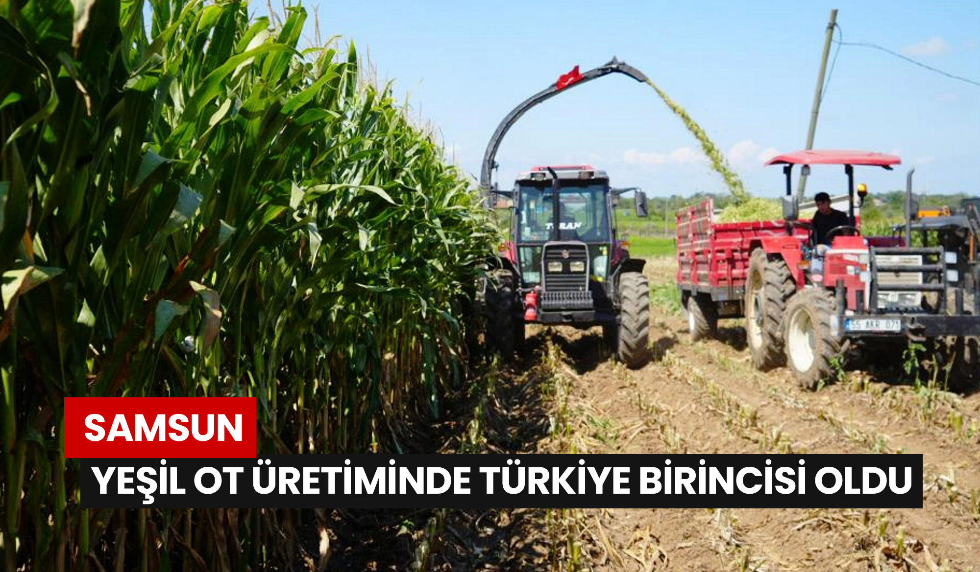 Samsun-Yeşil-Ot-Üretiminde-Türkiye-Birincisi-Oldu
