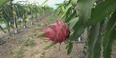 ejder-meyvesi-hasadi-yuzleri-guldurdu