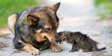 istanbul-valiliginden-sahipsiz-hayvanlar-icin-toplama-karari