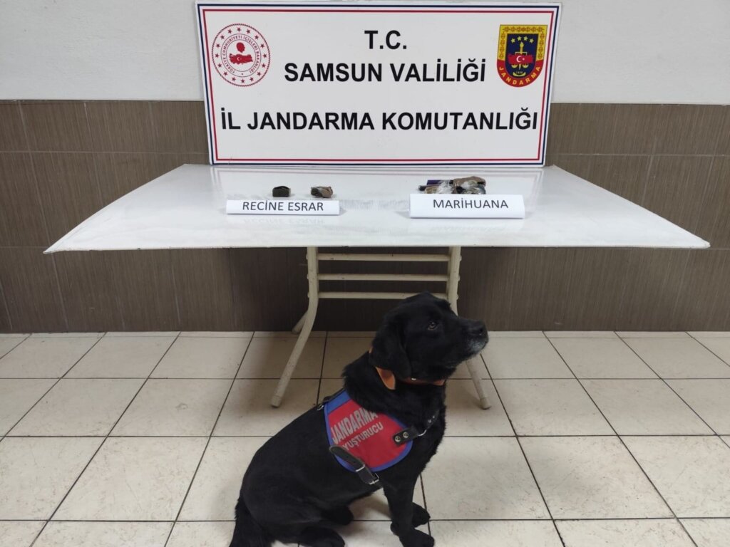 Çarşamba’da jandarmadan zehir tacirine baskın samsun manşet haberleri Samsun manşet - samsun haberleri